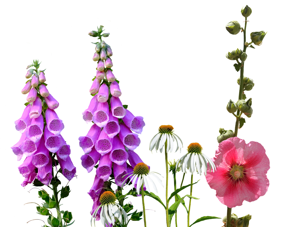 How to Create a Wildflower Meadow in a Small Yard